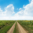 rural road in green fields under clouds in blue sky
