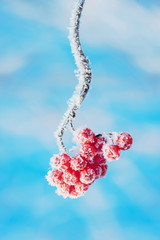 Poster - Rowan branch in hoarfrost against the sky