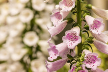 Closeup Of Foxglove Flowers