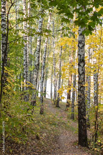 Obraz w ramie Birch grove in autumn forest