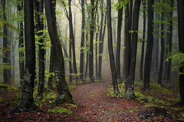 Sticker - Trail in foggy forest during an autumn day