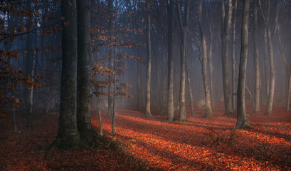 Fototapete - Shadows in foggy forest during sunset