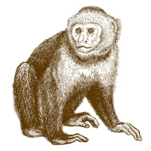 Engraving Antique Illustration Of Capuchin