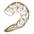 engraving  illustration of shrimp