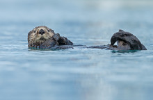 Sea Otter Floating In The Ocean Near Alaska