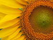 Closeup sunflower nature background