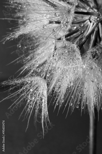 Naklejka - mata magnetyczna na lodówkę Close-up of dandelion with drops