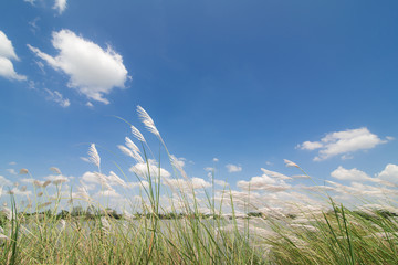 Wall Mural - spring or summer abstract nature background with grass and blue