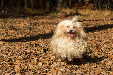  Havaneser Hund Welpe in Aktion im Wald
