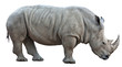 large white rhinoceros side view isolated white background