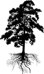 Wall Mural - isolated black large pine with root