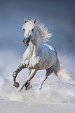 Fototapeta Konie - Horse in snow