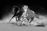 Fototapeta Konie - Two andalusian horse in desert dust against dark background