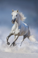 Wall Mural - Horse in snow