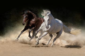  Dwa andaluzyjski koń w pustynnym pyle przeciw ciemnemu tłu