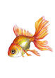 Золотая рыбка на белом фоне.Иллюстрация.