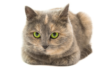 Poster - Close-up portrait of mixed breed cat isolated