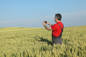 Wall Mural - Agricultural scene, farmer in wheat field taking photo using mobile phone