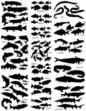 Freshwater Fish Silhouettes Collection