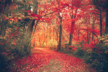 Magical Forest With Autumn Colors And  Red Leaves