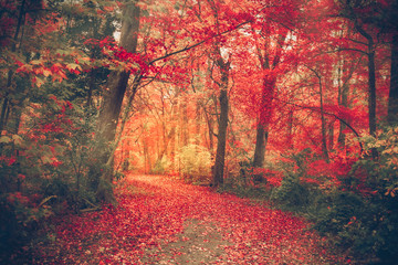 Magical forest with autumn colors and  red leaves