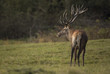 Red deer/deer/Czech Republic