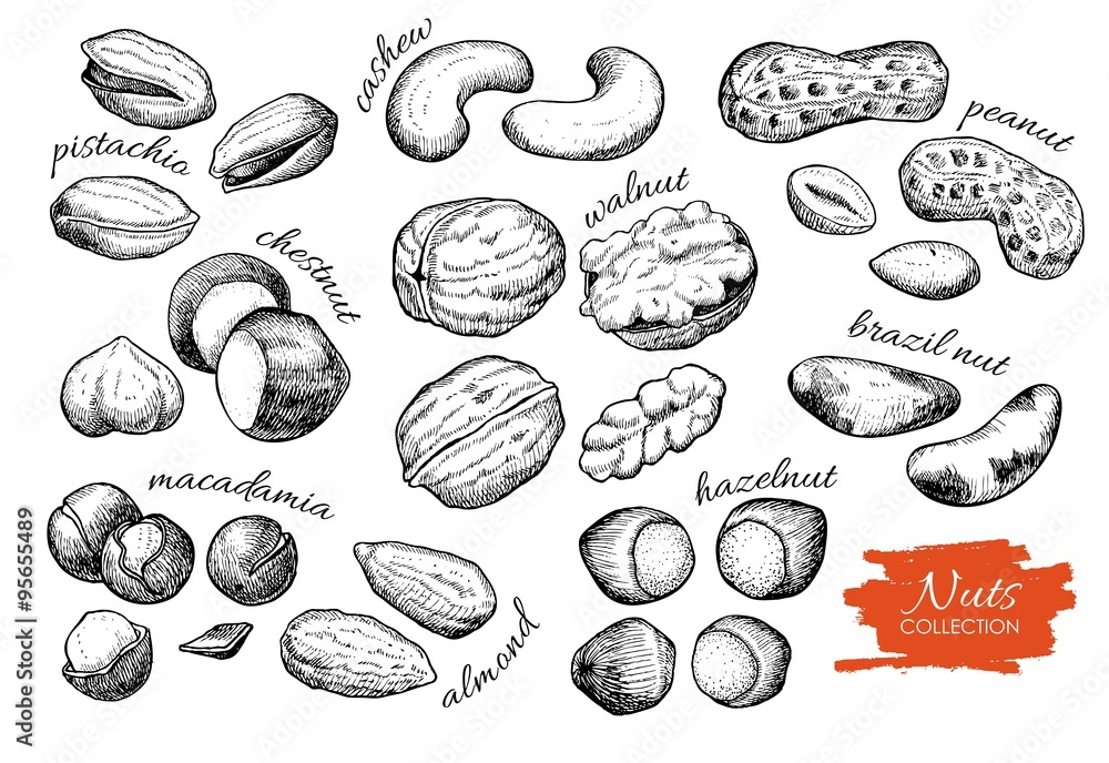 Vector hand drawn nuts set. Engraved collection - obrazy, fototapety, plakaty 