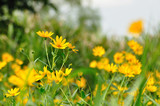 Fototapeta Kosmos - 黄色い花