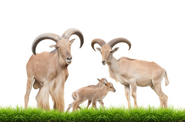 Wall Mural - barbary sheep family