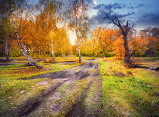 Wall Mural - road from summer to autumn