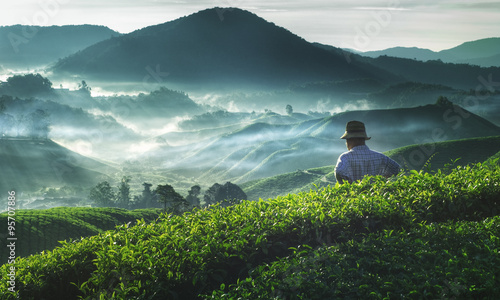 Fotografía Farmer Tea Plantation Malaysia Agriculture Rural Concept