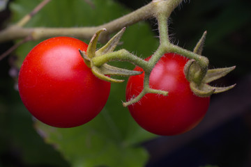 Red tomatoes