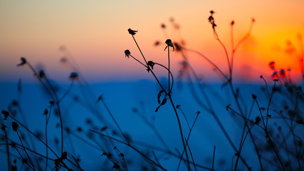 silhouette of dried flowers and plants on a background sunset