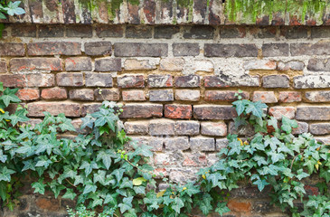 Wall Mural - Old red brick wall with green plant