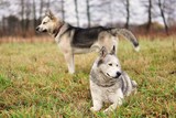 Fototapeta Psy - Dwa psy na łące