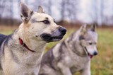 Fototapeta Psy - Dwa psy na łące