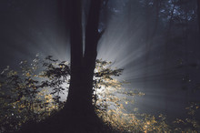 Magical Light Rays In Dark Forest