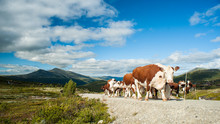 Herd Of Norwegian Red Cows Walking Freely On A Small Road 