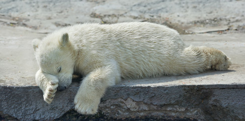 sweet dreams of a polar bear cub. the cute and cuddly animal baby, which is going to be the most dan