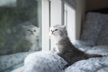  Kitten Sitting Looking Out The Window