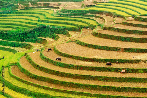 Fotografia Rice fields on terraced of Mu Cang Chai, YenBai, Vietnam