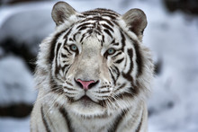 Glamour Portrait Of A Young White Bengal Tiger