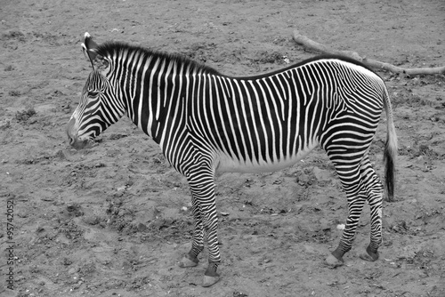 Zèbre, noir et blanc: comprar esta foto de stock y explorar imágenes