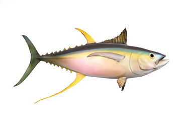 Yellow fin Tuna (Thunnus albacares) isolated on white background.