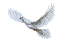 A Free Flying White Dove