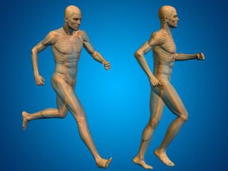 Poster - Conceptual man or human 3D anatomy or body on blue