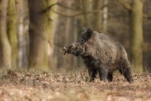 Wild Boar/wild Boar