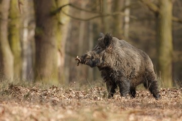 wild boar/wild boar