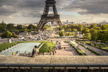 Paris. Pigeon Devant La Tour Eiffel