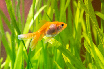 Wall Mural - Goldfish in an aquarium on a background of green plants